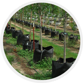 Trees grown in High Caliper Growing's Root Control Bags