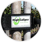 high_caliper_tree
