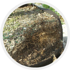 Tree bags help to grow a denser root ball