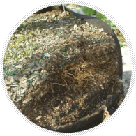 Tree bags help to grow a denser root ball
