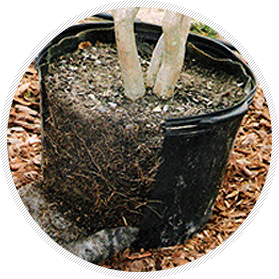 Root results with a pot pruner