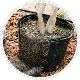 Root results with a pot pruner