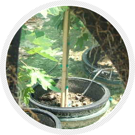 Growing trees with pot pruners