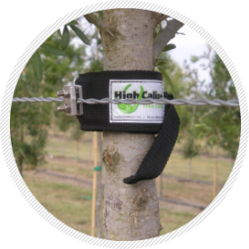 Tree Collar protects against scarring
