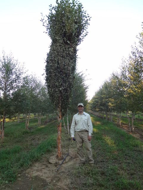 Manager of Lassiter Tree Farm