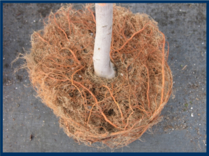 Root pruning within a fabric grow bag
