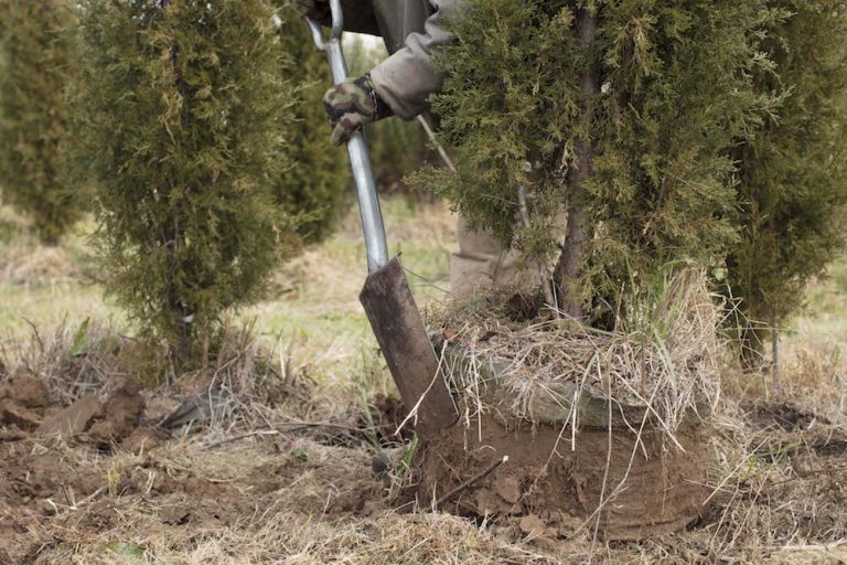 669A8199small High Caliper Growing Inc.