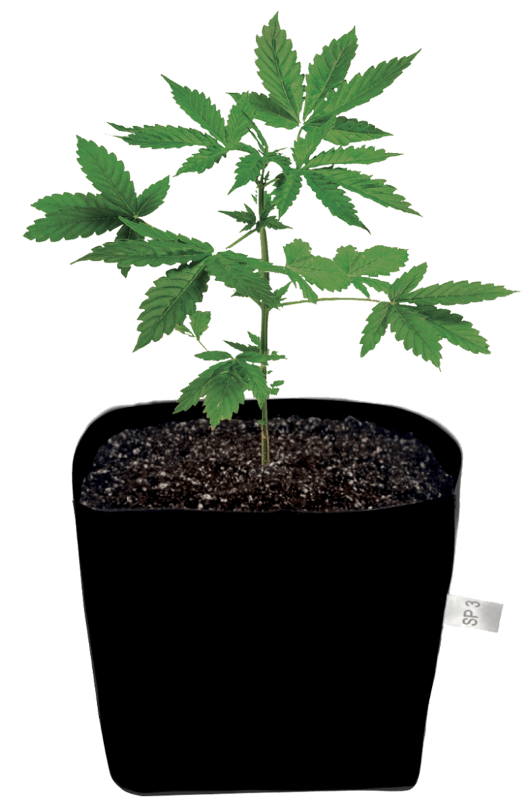 Throw 'N Grow High Caliper Growing Inc.